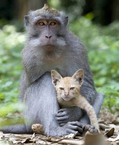 Chú mèo hoang thường bám chặt lấy chú khỉ và cả hai cùng đi khắp nơi trong rừng.